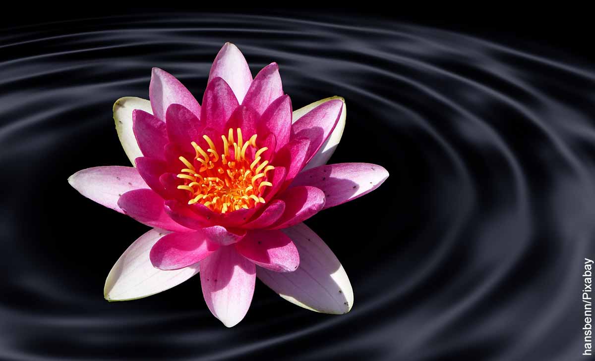 Foto de una flor rosada sobre el agua que revela la flor de loto y su significado