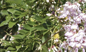 Para qué sirve el matarratón, una planta que pocos conocen