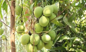 Foto de mangos colgados de un árbol que revela para qué sirve la hoja de mango