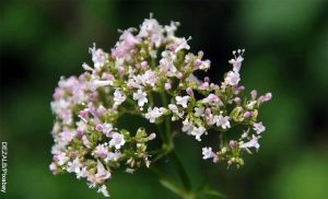 Foto de una planta blanca que revela para qué sirve la valeriana en gotas