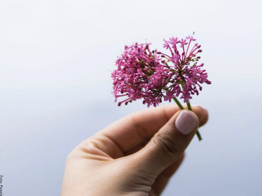 que efectos hace la valeriana en el cuerpo