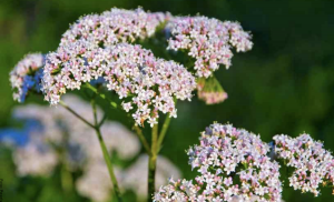 ¿Para qué sirven las gotas de valeriana?