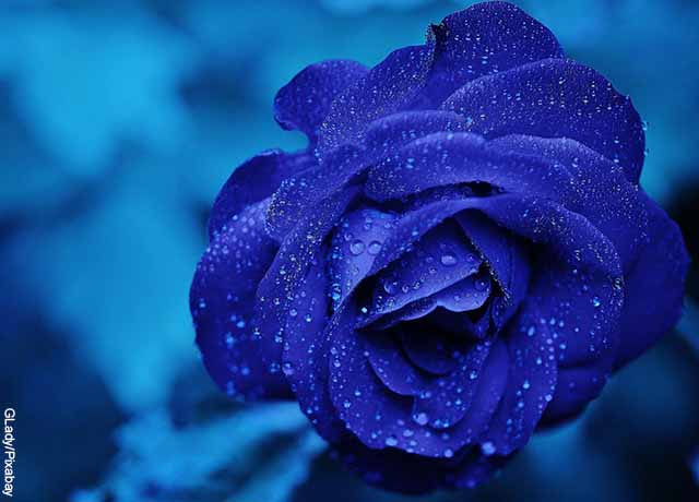 Foto de una rosa azul mojada