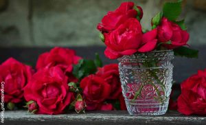 Foto de rosas rojas en un florero de vidrio que revelan lo que significan el color de las rosas
