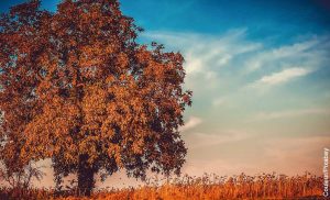 Foto de un árbol al atardecer que revela lo que es soñar con árboles