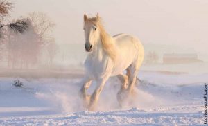 Foto de un corcel corriendo sobre la nieve que representa lo que es soñar con caballo blanco