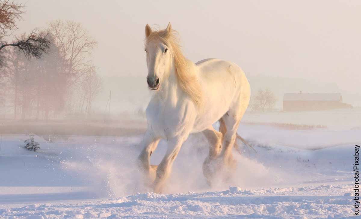 Foto de un corcel corriendo sobre la nieve que representa lo que es soñar con caballo blanco