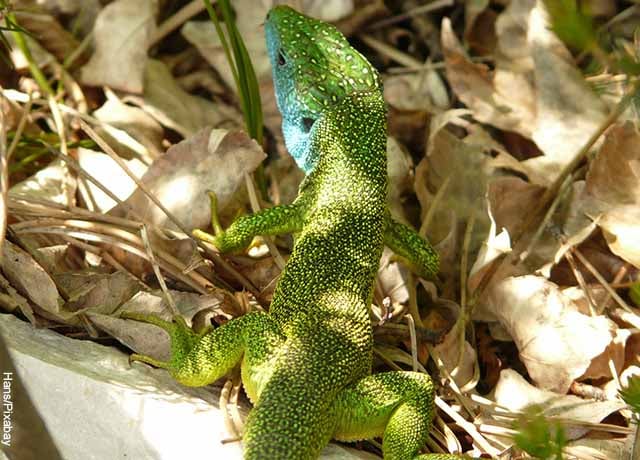 Foto de una lagartija verde caminando entre hojas