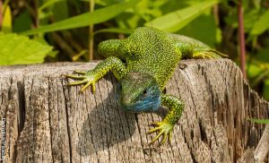 Foto de una lagartija verde que revela lo que es soñar con lagartijas