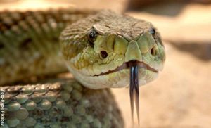 Apareció serpiente de dos cabezas y más de uno quedó asustado