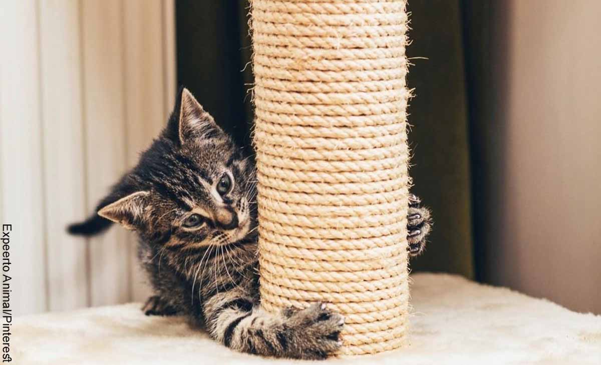 Foto de un gato jugando que muestra cómo hacer un rascador para gatos
