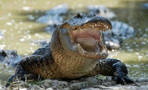 Películas de cocodrilos, ¡perfectas para todos los gustos!