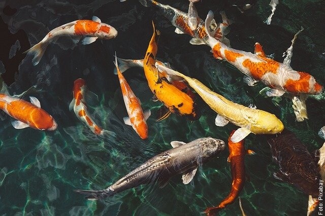 foto de peces nadando