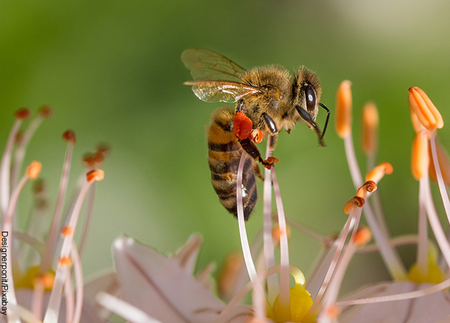 Foto de un insecto sobre una flor morada y naranja que muestra el significado de abeja