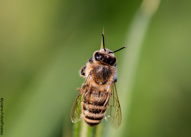 Foto de una abeja sobre una planta