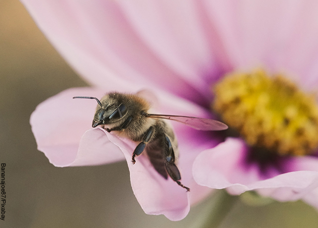 Foto de una abeja sobre el pétalo de una rosa