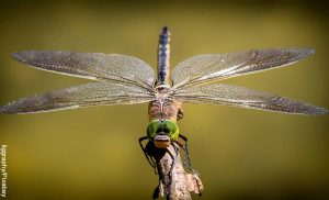 Foto de un insecto grande que revela el significado de la libélula