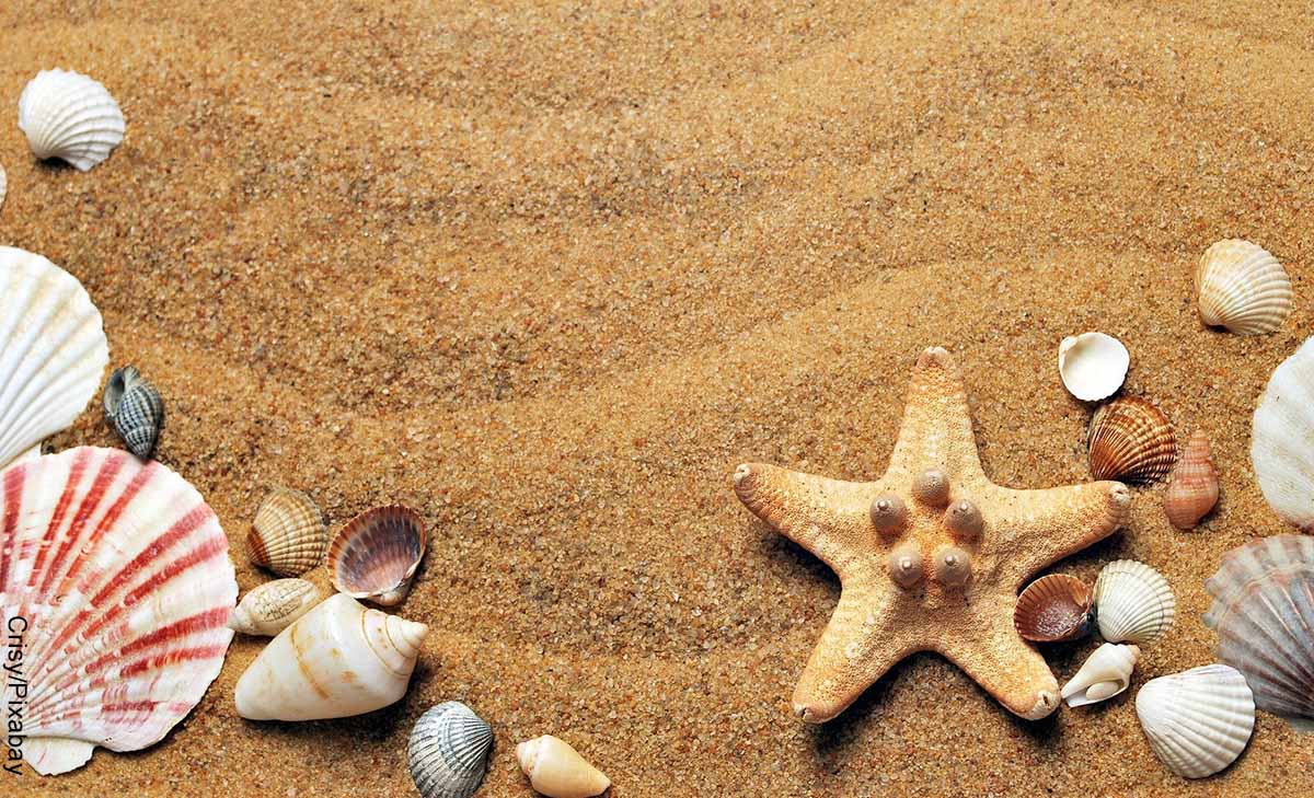 Foto de conchas de mar que revelan lo que es soñar con arena