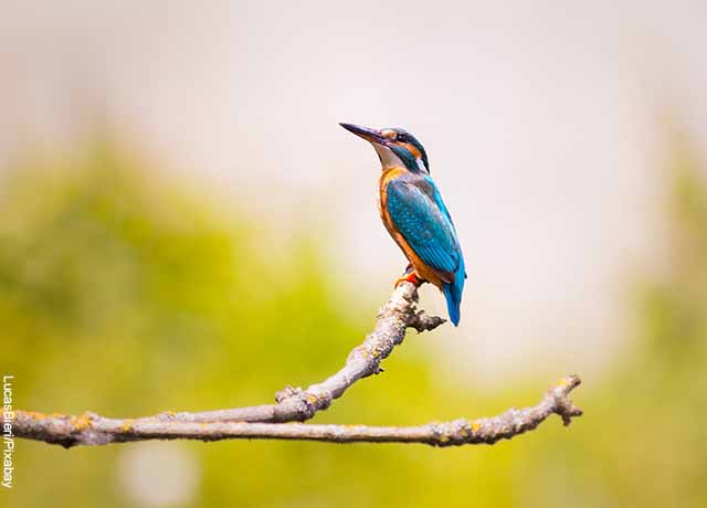 Foto de un pájaro azul sobre una rama
