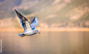 Foto de un pájaro blanco y azul volando sobre el mar que revela lo que es soñar con aves