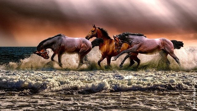 foto de caballos corriendo en el mar