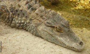 Foto de la cabeza de un reptil que muestra lo que es soñar con caimanes