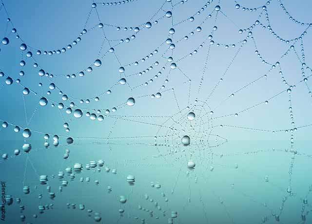 Foto del tejido de una raña con gotas de agua