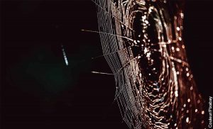 Foto de las patas de una araña en una telaraña que revelan o que es soñar con telarañas
