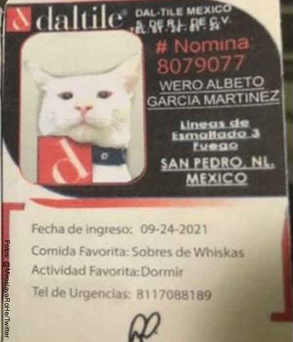 Empresa mexicana contrató a un gatito como vigilante