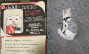 Empresa mexicana contrató a un gatito como vigilante