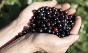 Para qué sirve el agraz, ¡inclúyelo en tu alimentación!