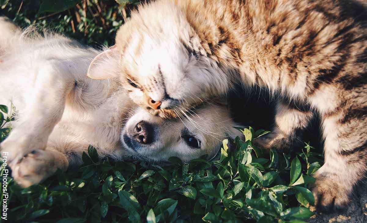 Proponen licencia remunerada por muerte de mascotas
