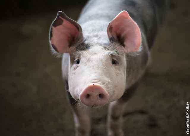 Foto de un cerdito mirando a la cámara que muestra qué significa soñar con cerdos