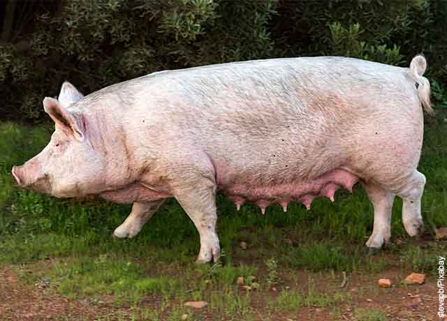 Foto de un cerdo caminando por el pasto