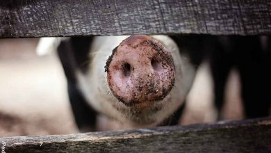 Foto de la trompa de un cerdo dentro de un corral que revela qué significa soñar con cerdos