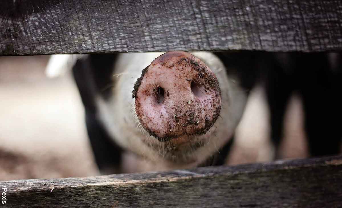 Foto de la trompa de un cerdo dentro de un corral que revela qué significa soñar con cerdos