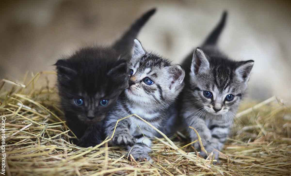 Foto de tres felinos pequeños que muestran qué significa soñar con gatos bebés