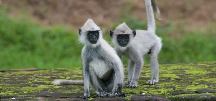 Foto de dos monos grises