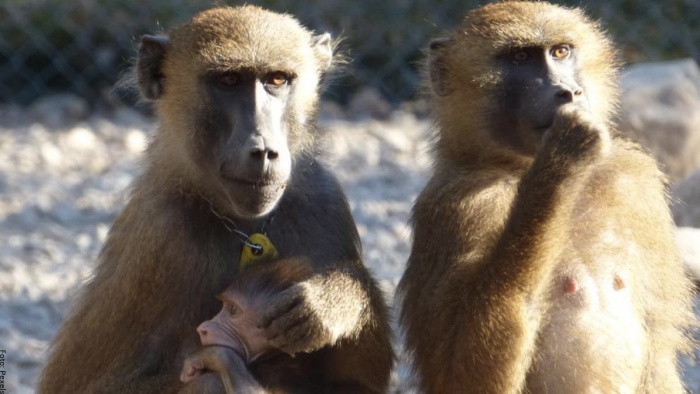 Foto de una familia de monos