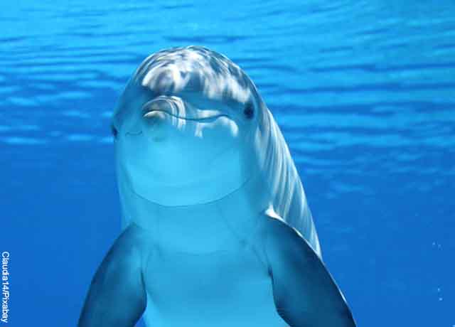 Foto de un delfín nadando en el agua