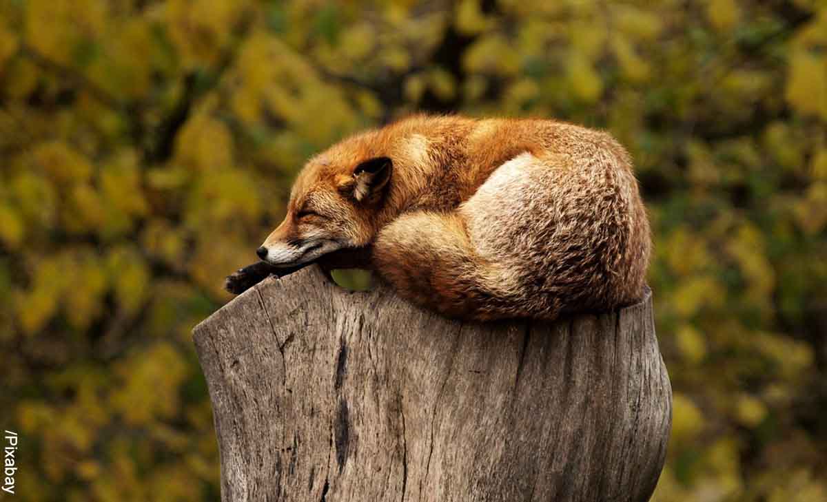 Foto de un zorro acostado sobre un tronco que revela el significado de animales