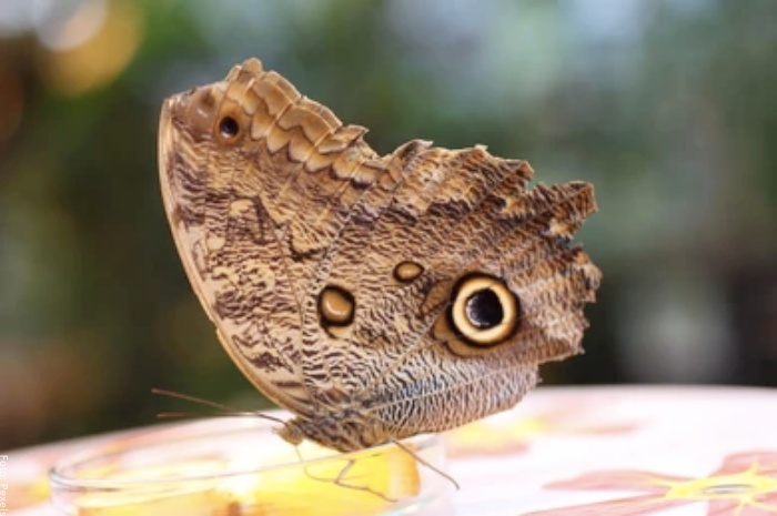 Foto del significado de las mariposas a través de una mariposa café
