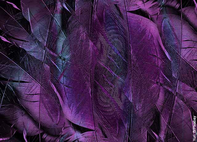 Foto de plumas color morado