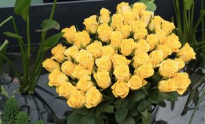 Significado de las rosas amarillas, ¿qué quiere decir?