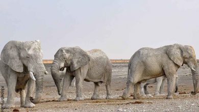 Foto de tres elefantes caminando que recela el significado de los elefantes