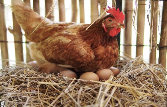 Foto de gallina con huevos