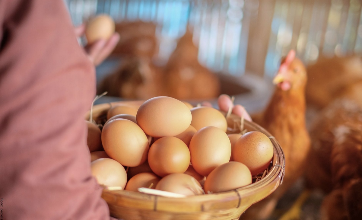 Significado de soñar con huevos, ¡tu día de suerte!