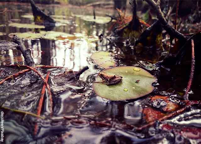 Foto de un río sucio y una rana en una hoja