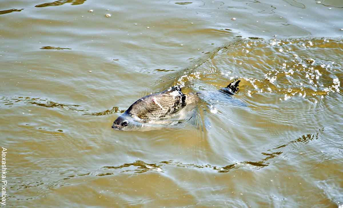 Foto de un pez en un río sucio que revela lo que es soñar con agua turbia