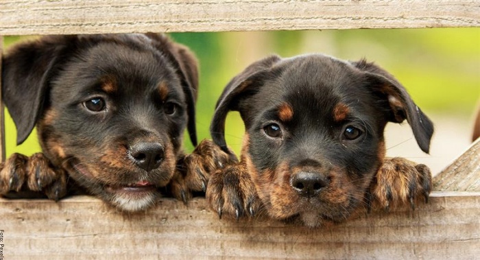 Foto de cachorros bravos